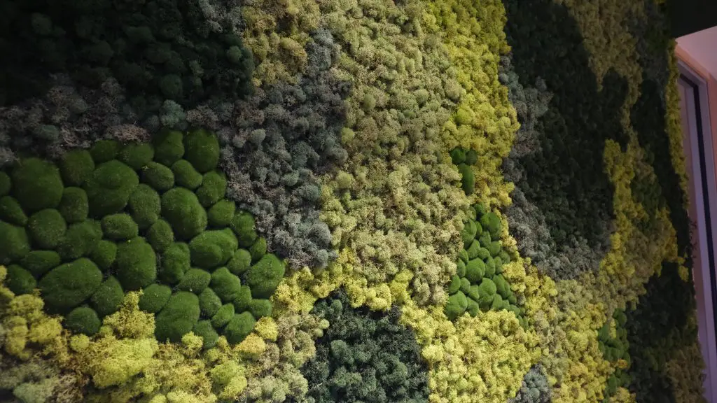 decorative moss wall